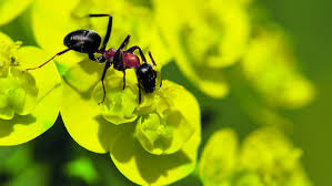 Hausmittel wie essig oder backpulver oder chemikalien sollten im garten nicht angewandt werden. Haus Und Garten Was Tun Gegen Ameisen In Haus Und Wohnung Bvz At
