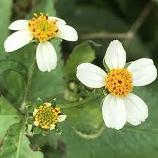Image result for Bidens pilosa
