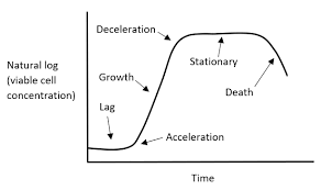 Becomes limiting, the culture declines. Cell Culture Bioprocessing Explained
