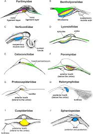 Image result for Alinula sp.