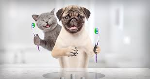 Periodontal disease in cats is nearly always preventable with proper home care, including daily toothbrushing, oral rinses and water additives. February Is National Pet Dental Health Month Pet Wellness Clinics