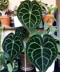 Pin On House Plants