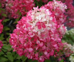 We did not find results for: Hydrangea Diamond Rouge Without A Doubt Diamond Rougetm Is The Reddest H Paniculata On The Market T Hydrangea Paniculata Buy Hydrangeas Planting Hydrangeas