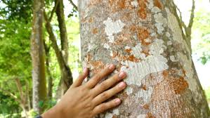 Not all trees in the forest can produce agarwood; Shutterstock