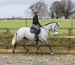 We would like to show you a description here but the site won't allow us. Izzy Taylor Strengthens Event Team After Successful Season Localrider