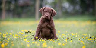 Find chesapeake bay retriever dogs and puppies for sale in the uk near me. Litters Chesapeake Bay Retriever Club