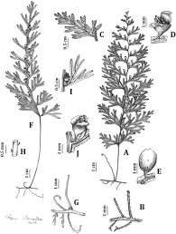Image result for Hymenophyllum triangulare