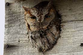 Easy Tips For How To Attract Owls Backyard Birds Owl Nesting Owl