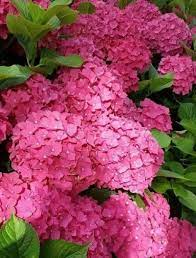Hydrangeas Cool School Supplies Hydrangea Flower Power