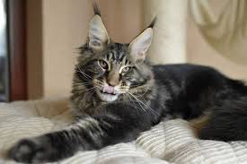 Being from ukraine has also helped me form amazing friendships with top maine coon cat breeders from all over europe. Large Maine Coon Boys Male Maine Coon Cats For Sale Maine Coon Kittens For Sale European Maine Coon Breeder Near Me Buy Huge Maine Coon Cat Giant Maine