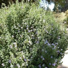 Image result for Dyschoriste transvaalensis