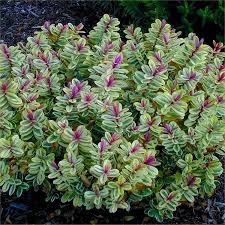 Hebes For Front Garden Shrubs For Landscaping Evergreen Flowering Shrubs Evergreen Plants
