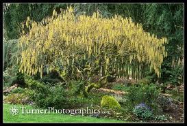 Harry Lauder S Walking Stick Corylus Avellana Contorta Evergreen Plants Plants Privacy Plants