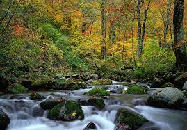 Maybe you would like to learn more about one of these? Landscape Torrent Autumnal Leaves Moss Beech Forest Shirakami Sanchi World Heritage Region Japan Forest Tree Pxfuel