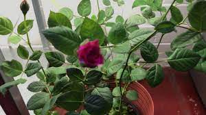 If you have indoor roses, make sure. Growing Roses Indoors Youtube