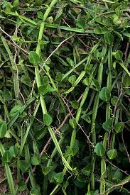 Image result for Cissus