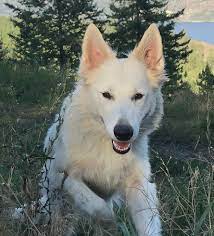 Get a boxer, husky, german shepherd, pug, and more on kijiji, canada's #1 local classifieds. About Us Rose Valley White Shepherds