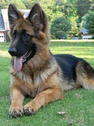 15 Things To Consider Before You Choose A King Shepherd Animalso