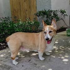 Find corgi puppies for sale with pictures from reputable corgi breeders. Pembroke Welshcorgi Dog Dogs Corgi Mom Corgi Price