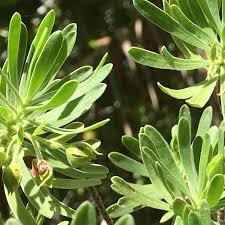 Image result for Suriana maritima