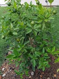 Product details of pokok limau kasturi (calamansi lime)/live plant #kitchengarden pokok yang mesti di tanam di #kitchengarden anda, mudah nanti nak buat air limau atau sambal belacan terus. Food Lifestyle Education Parenting Diy Cararesepi