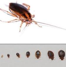 They also serve in arlington, ashland. 22 Pest Control In Chicago Ideas Pest Control Services Pest Control Exterminator