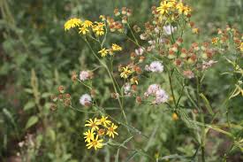 Image result for Senecio polyanthemoides