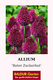 Allium Roter Zuckerhut Allium Zierlauch Bei Baldur Garten In 2020 Pflanzen Zierlauch Blumenzwiebeln