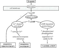 inotropes and vasopressors circulation