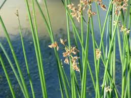 Image result for Schoenoplectus muricinux