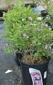 Image result for Falkia oblonga