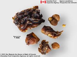 Image result for Solanum memphiticum