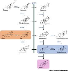 Through The Looking Glass Reevaluating Dhea Metabolism Through Hsd3b1 Genetics Sciencedirect