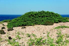 Image result for Anisotes bracteatus