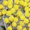 Soluzioni per la definizione *fiori odorosissimi* per le parole crociate e altri giochi enigmistici come codycross. Https Encrypted Tbn0 Gstatic Com Images Q Tbn And9gcr8cmvm25jgby51wwboectc K7bsnv86yuw9vvi5yy Usqp Cau