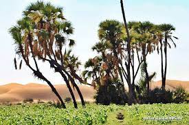 doum palm trees atbara أشجار نخيل الدوم عطبرة by veli pohjonen sudan atbara photo plants original artwork