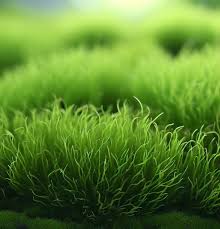 Image result for Sagina