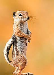 Like most wild animals, squirrels may be attracted to your home due to the fact that it is safe from harsh outdoor conditions like extreme temperatures, predators and unfavorable weather. Antelope Squirrel Wikipedia