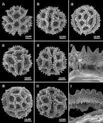 Image result for Distephanus divaricatus