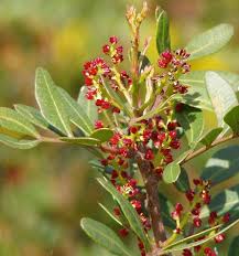 Image result for Pistacia