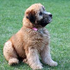 They Are More Friendly And Easy Going Than Other Terrier Breeds And Generally Get Along Well With Wheaten Terrier Puppy Wheaton Terrier Puppy Pet Dog Pictures