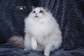 He loves to sleep on my chest, and he will push the other cats away from me. Registered Ragdoll Breeder Ontario Our Ragdoll Cats