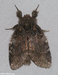 Image result for Pellaea angulosa