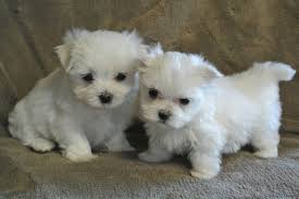 Copyright © 2021 puppies and flowers. Maltese Puppies For Sale San Jose Ca 167969 Petzlover