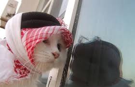 Arab Cat Funny Cat Pictures Funny Cat Compilation Cats