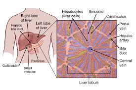 Medical labeled diagram with all kind cells. What Is Liver Cancer