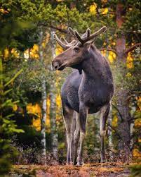 Finnish Photographer Proves Fairy Forests Are Real In Finland Animals Photography Animals Beautiful Forest Animals