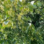 August Herb Walk — The Healing Garden