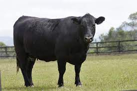 Beef Conformation Basics Alabama Cooperative Extension System