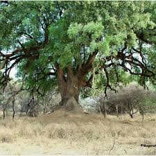 Image result for Xanthocercis zambesiaca